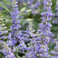 Vitex flower spikes can reach 18 inches long. During the initial flush, the show of flowers may resemble a hazy blue or purplish cloud. (Photo by MSU Extension/Gary Bachman)