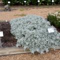 Artemisia Quicksilver forms a tight groundcover in the trial beds of the Truck Crops Branch Experiment Station in Crystal Springs, Miss., on July 11, 2016. (Photo by MSU Extension Service/Gary Bachman)