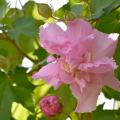 Confederate Rose is an old-fashioned heirloom plant that is actually a hibiscus, not a rose. (Photo by MSU Extension/Gary Bachman)