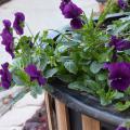 Cool Wave pansies are more vigorous than standard pansy varieties and have a trailing growth habit that makes them ideal for filling landscape beds or spilling from hanging baskets. (Photo by MSU Extension/Gary Bachman)