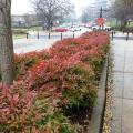 These dwarf Firepower nandinas are mass planted on the Mississippi State University campus in Starkville, Mississippi. (Photo by MSU Extension/Gary Bachman)