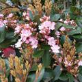 Indian hawthorns are typically small shrubs, but the Rosalinda selection can grow up to about 15 feet if left unpruned. It produces bright-pink flowers in late spring and early summer. (Photo by MSU Extension/Gary Bachman)