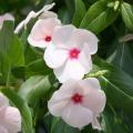 Popular flowering plants, such as this vinca, as well as herbs, vegetables and bedding plants will be available for purchase at the Mississippi State University horticulture club's annual spring plant sale April 5 and 6 in the greenhouses behind Dorman Hall. The sale runs from 9 a.m. to 5:30 p.m. on Friday and 8 a.m. to 1 p.m. on Saturday. (Photo by MSU Ag Communications/Gary Bachman)