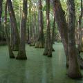 Researchers at Mississippi State University have released a free software program that will help foresters and landowners manage bottomland hardwood timber, such as this stand in southwest Mississippi. (Photo courtesy of Patrick Glass)