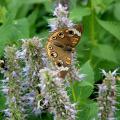 Butterflies, such as this buckeye butterfly, and other plants, animals and insects will be counted during the Mississippi BioBlitz on Sept. 13, 2014, at the Mississippi Museum of Natural Science in Jackson. BioBlitz is a 13-hour event that teams scientists, students, teachers and community members to track down and identify as many local species as possible. (MSU Ag Communications/File Photo)