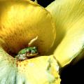 If you step outside this evening and listen, you will hear one of the most wonderful songs in nature, a nighttime melody coming from the green tree frogs.