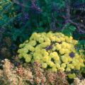 Mulch marigolds when the seedlings are large enough or after setting out transplants. Deadhead to keep a tidy appearance and to encourage more blooms.