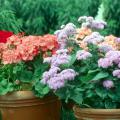 Salmon orange geraniums and blue ageratums can brighten a porch with colorful spring bouquets. 