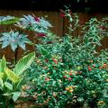 The castor bean with its large palante leaves looks exotic and tropical in this garden with cannas, lantana and buddleia.