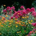 The bright orange cosmos and hot pink phlox make the summer flower garden a blaze of color.