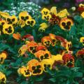 Delta Fire pansy  can literally light up the winter landscape with its brilliant yellows and rusts. Mass plant with Red Giant mustard for a striking combination.