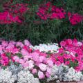 Bouquet Purple dianthus is the perfect companion to petunias, Dusty Miller and Sweet Alyssum.