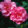 Fall and winter landscapes will be more beautiful if they include this camellia sasanqua, Shishi Gashira, recently named a 2002 Mississippi Medallion award winner for the fall. Their waxy, leather leaves coupled with blooms that are as pretty as roses reveal that these camellias are not only good as shrubs but also for use as foundation plantings.