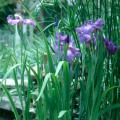 The Japanese iris