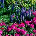 The bright blue blossoms of the ajuga stand tall and colorful in combination with these pink Babylon verbenas.