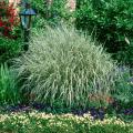 Make your beds large enough so that a grass like this Japanese Silver Grass can reach its true potential.