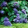 The Minimus aureus sweet flag makes a golden street in front of blue French hydrangeas.