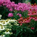 Kim's Mop Head (white coneflower), Kim's Knee High (purple coneflower) and Little Boy phlox make a nice companion planting in this perennial garden.