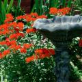 The native butterly weed Ascelpias tuberosa features bright orange flowers that will attract Monarch butterflies and put on a show the whole family will enjoy.