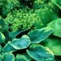 The hosta is in the lily family and has the common name of Plantain Lily. Despite the fact that they are cold-hardy way up north in zone 4, their beauty and leaf texture add a tropical flair to the garden.