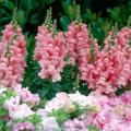 Garden centers are getting in fresh flower selections that can help add a little color to dried-out landscapes. 