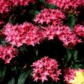 Butterflies, hummingbirds and gardeners alike will be delighted with the many new series of pentas being offered, such as this beautiful Bismarck variety. If these new varieties are not available at local nurseries this year, gardeners can rely on Mississippi Medallion Award-winning Butterfly pentas for a lush, tropical look and tons of butterfly guests.