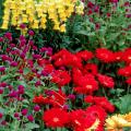 The tall, purple flowers of the All Around gomphrena combine with Sonnet Snapdragons and Festival Gerbera daisies for a striking landscape display.