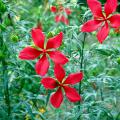 The cold-tolerant perennial Texas Star hibiscus looks equally at home in a tropical or cottage garden and produces some of the tallest plants for the flower border. The scarlet, star-shaped flowers are a favorite of the ruby-throated hummingbird.