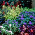 Golden Delicious pineapple sage combines wonderfully in this mixed container also featuring Creme Brulee heuchera, Artist Blue ageratum and Ruby Clusters cestrum.