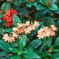 The crossandra and Maui ixora combine wonderfully in this early-morning-sun garden to give a tropical look for months.