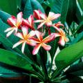 Growing plumeria can bring a Hawaiian touch to Mississippi landscapes, and growers will be amazed at how easy it is to over-winter this tropical.