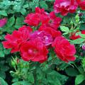 2006 Mississippi Medallion winner Knock Out is a shrub rose that is very disease resistant, and plants are heat and drought tolerant once established. 