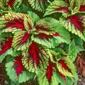 The Kong coleus will liven up the shade garden and be available in red, scarlet, rose and mosaic varieties. It is a large plant, with one leaf big enough to cover a face.