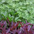 Powis Castle artemisia partners well with Purple Heart. Powis Castle has feathery gray foliage and is very showy against the deep, dark purple-leafed Setcreasea. 