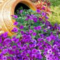 Suncatcher sapphire - Suncatcher Sapphire petunia flowers pour out of this odd pot, making an eye-catching garden centerpiece. Defiance, a lime green and burgundy coleus, frames the pot on either side.