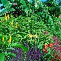 The tall candlestick plant on the left with the bright yellow blossoms combines with cannas, bananas and salvias for a fall Caribbean style garden.