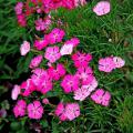 Bouquet Rose Magic dianthus blooms open white and mature to light pink, then a deep rose color. One flower stalk may contain all of these colors at once. The stalks reach 18 to 24 inches in height and produce an abundance of bouquets, ready for cutting.