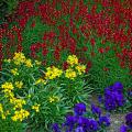 Cool-season flowers bring an abundance of color to fall gardens. Here Enchantment Linaria's very fragrant blooms of intense magenta and gold blend with Citrona Yellow erysimum and  Matrix Blue pansies in the foreground.