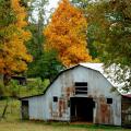 Colorful hickories stand out in this rural setting visible recently in central Mississippi between Louisville and Kosciusko.