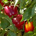 Tequila sweet bell peppers start off green, then change to yellow, orange, deep dark purple and eventually become a tasty sweet red pepper. Suitable for harvest in any color, these Mississippi Medallion award-winning peppers add a colorful zest to salads. 