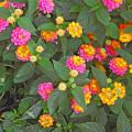 New lantana varieties like this Landmark Sunrise Rose are selected for non-stop blooming and vibrant colors that rival carnival in Rio.