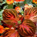 Celebration Apricot New Guinea impatiens are outstanding choices for spectacular orange floral displays in a summer garden.