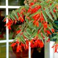 This Bonfire begonia blazes with its scarlet-orange flowers and attractive serrated leaves that are tinged with red and located on long, arching stems.