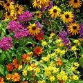 Yellows and golds from the melampodium and Goldsturm rudbeckia brighten this garden that also includes lavender pink pentas, angelonia and Profusion orange zinnia.