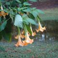 Angel's trumpets come in both yellow gold and rich pink and give an exotic and tropical look to gardens. They perform well in Mississippi gardens, and really strut their stuff in late summer and fall. (Photo by Norman Winter/ Mississippi State University horticulturist)