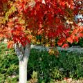 After a summer of medium to dark green color, Autumn Blaze red maple leaves turn fiery orange in the fall.