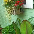 Window-box plantings can attract eyes above traditional landscape beds. Just like ground level planting, take time to prepare the soil. Select a good, lightweight potting mix.