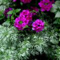 Leaf texture can combine to produce interesting colors and shadows, especially when combined with various plants. The fine texture and silver shadows in this garden are produced by Beacon Silver lamium and Silver Mound Artemisia, both of which intensify the color of the Wildfire Violet verbena.