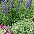 Diamond Frost euphorbia partners well with the showy Intensia Neon Pink phlox. Make a creative bed like this one with various textures by adding the spiky Victoria Blue salvia and the grassy Evergold Carex. (Photos by Norman Winter)