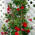 The Sun Parasol has the most deeply saturated red on the market, and everyone has fallen head over heels for velvety flowers. (Photos by Norman Winter)